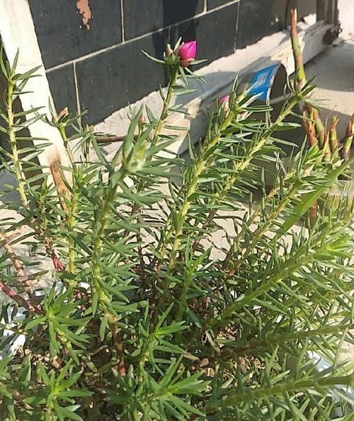  『只长叶不开』偷偷给妈妈养的太阳花狠狠剪了个光头，一个月后开花爆盆，真值