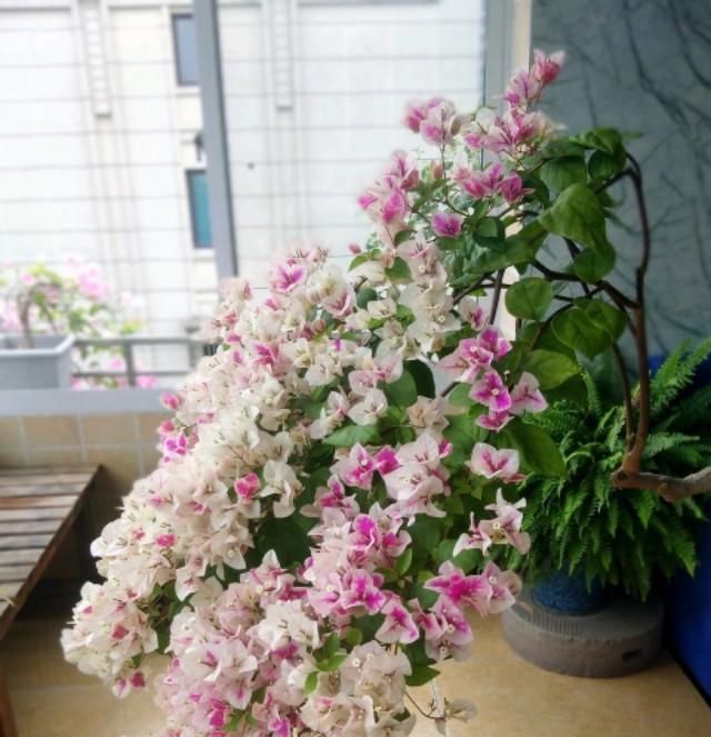  『果家里』五月三角梅花期正旺，如果不开花从这3点找原因，以后开花不再难