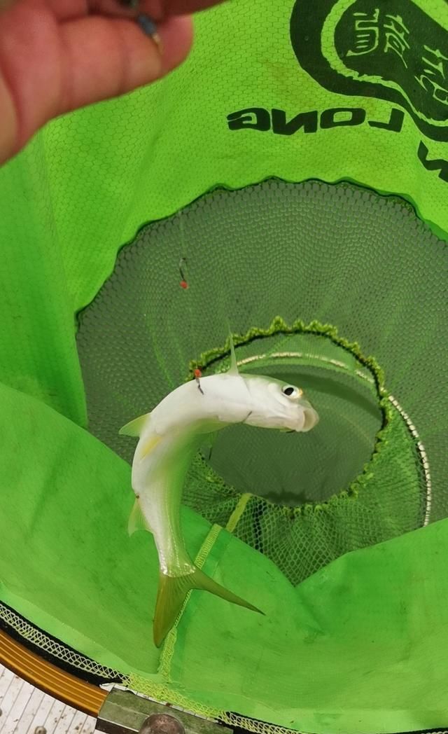  【失误】一个大的失误，造成鱼杆失踪！含泪警告钓友