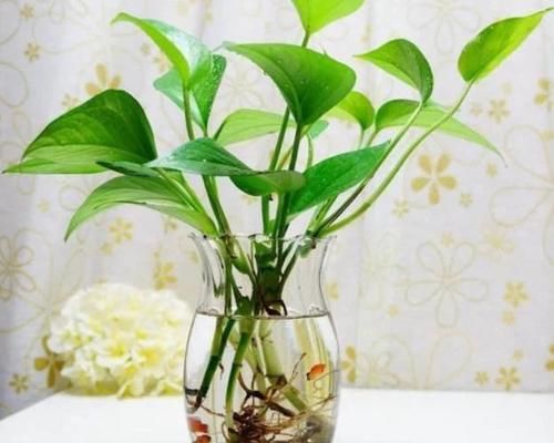  「枝条」水培繁殖绿萝怎么做？按照2步简单操作，养1周根须就能抱成团