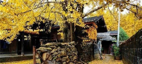 中国人的院子,最适合种这12种树!你家有吗?