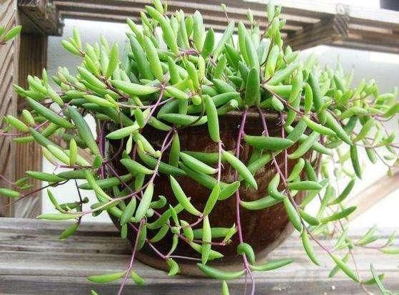  紫弦|不是所有的多肉植物都耐旱家里有这三种多肉的要注意