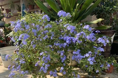  「蓝雪」这花春天长最快，俩月爬满一面墙，从3月开到11月！