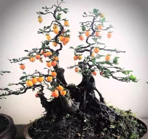  「身价」这六种植物越养越值钱，在家养几年，身价猛涨几倍！你家养了几种