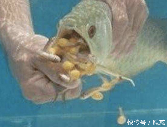 男子高价购买金龙鱼,几天后掰开鱼嘴直呼发财