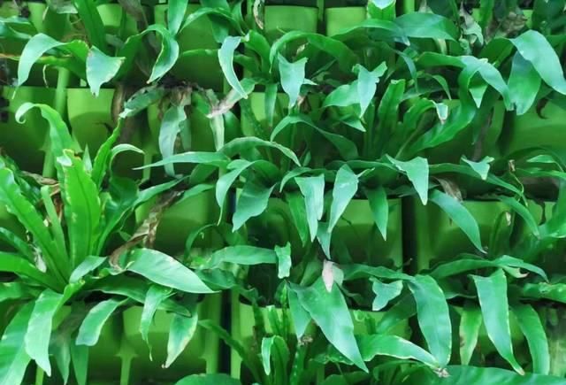 『精致』这些植物都可养在墙上,变精致的垂直植物景观,都可养在室内