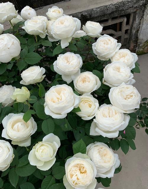  【珍品】喜欢菊花，不如养盆“珍品名菊”菊渊雅韵，似粉嫩少女，粉嫩可爱