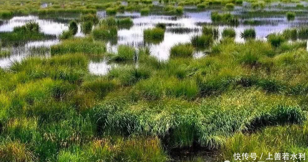 红军过草地只用了五六天时间,为什么会有那么多的非战斗减员?