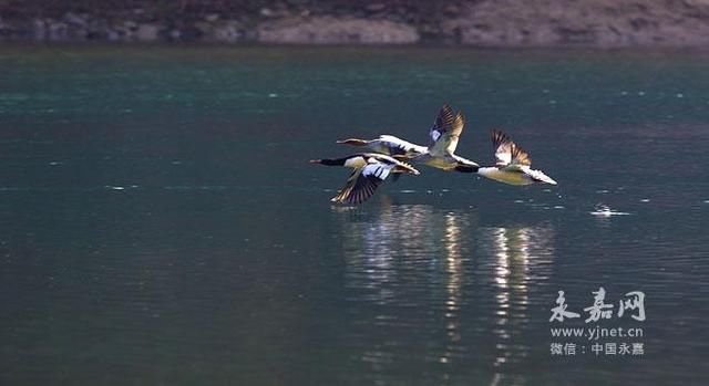 “水上大熊猫”中华秋沙鸭连续四年现身楠溪江