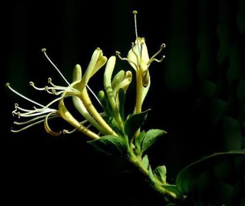  『记住』盆栽金银花，好看清香能泡茶，只要记住这5点，一年花开6个月