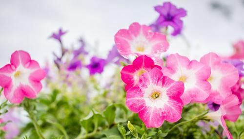  「很好」3种花很好养，沾土就能活，有水就蹭蹭长，一年开花不停歇