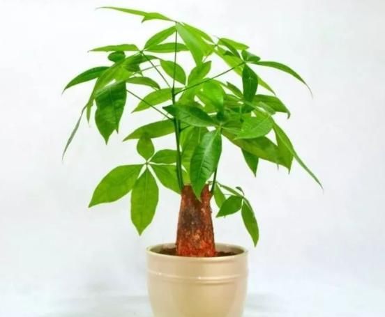  [观赏价值]“红红火火”的4种花，放几盆在屋里，生活事业年头旺到年尾