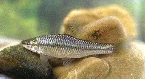  #记仇#它是河中“最记仇”的鱼，曾经不被渔民待见，如今想钓也