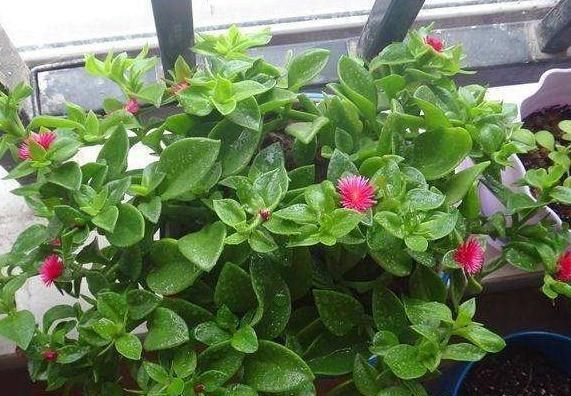  「牡丹」养牡丹吊兰，3月吃点“它”，枝条吊盆、花苞冒，开成“大花帘”