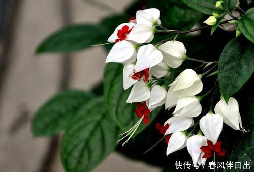『家里』家里养盆“龙吐珠”,花朵累累压弯枝,红白相间,有仙气