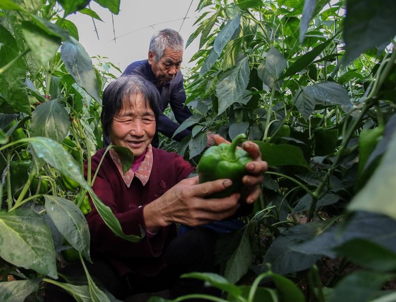 快围观!临淄激活乡村振兴内生动力很务实