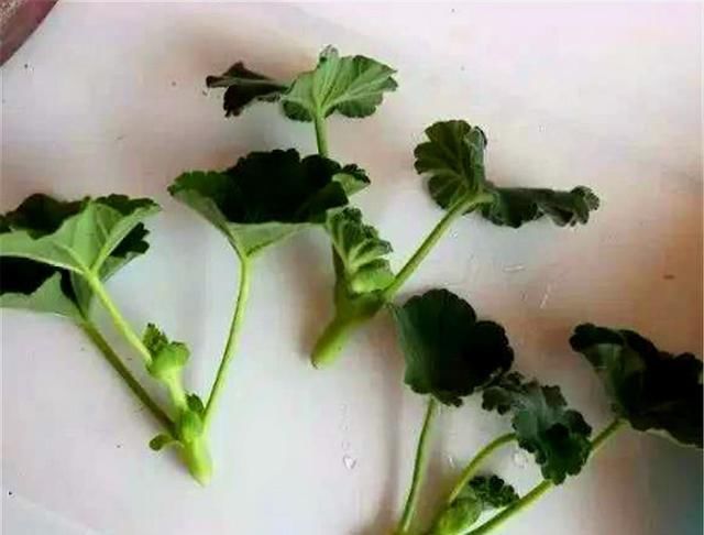  扦插■天竺葵怎么扦插容易成活?教你4个小妙招,天竺葵生根快,易成活