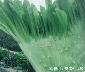 老农去自家田里挖莴笋，觉得底部怪怪的，小心扒出之后不淡定了！