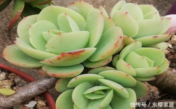 『摘下来』多肉的叶子摘下来重新种,现在叶子太多了,老花匠教你小窍门!