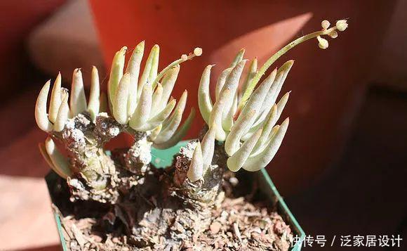 越来越■多肉迷越来越多,但是这几类多肉植物不宜养,有毒呢!