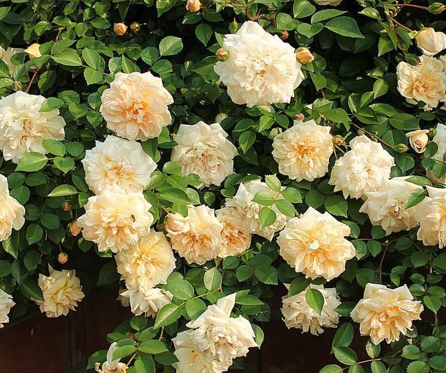  『不再』栀子花花期有多长？什么季节盛开？知道这2点，不再错过美丽花景