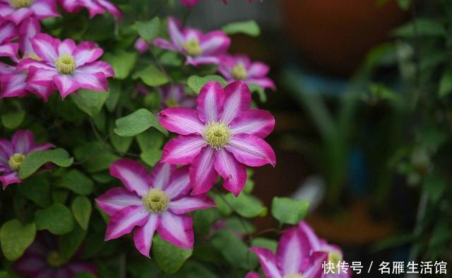 家里■喜欢在家里养花,此3种花则是首选,开花似蝴蝶飞舞,充满韵味