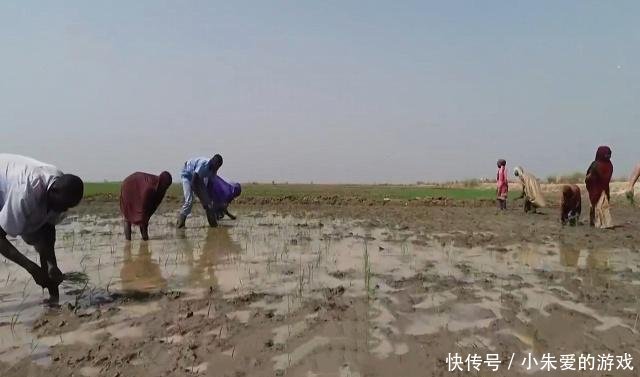 “一带一路”沿线，非洲哥们儿种上了中国大米