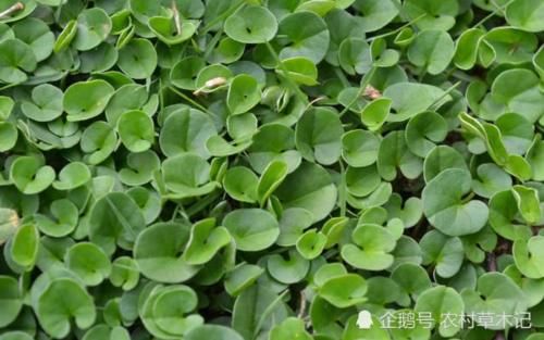  「个头」个头小，还成片生长，50元一斤，见到切勿当杂草