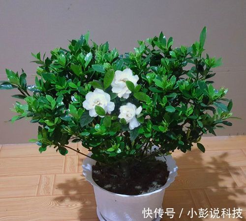 #家里#家里养花选它,养20年都不黄叶,开花香一辈子,养成传家宝