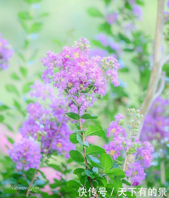  『紫薇花』这树“没皮”，它的花却开得轰轰烈烈，长达百日红