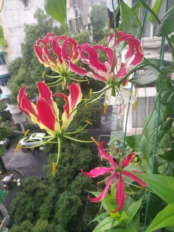 『光照』30种耐阴花,室内光照不佳,也能全年开花