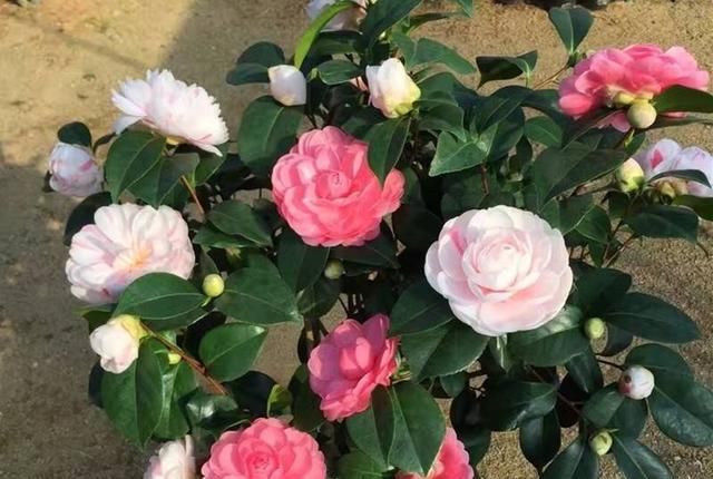  「扦插」山茶花，剪1节枝就能种10盆，枝繁叶茂开花多，年年春节开爆盆！