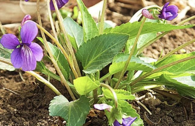  值钱|在农村，遇到1种“紫花地丁”，记得别乱挖，如今比吊兰值钱！