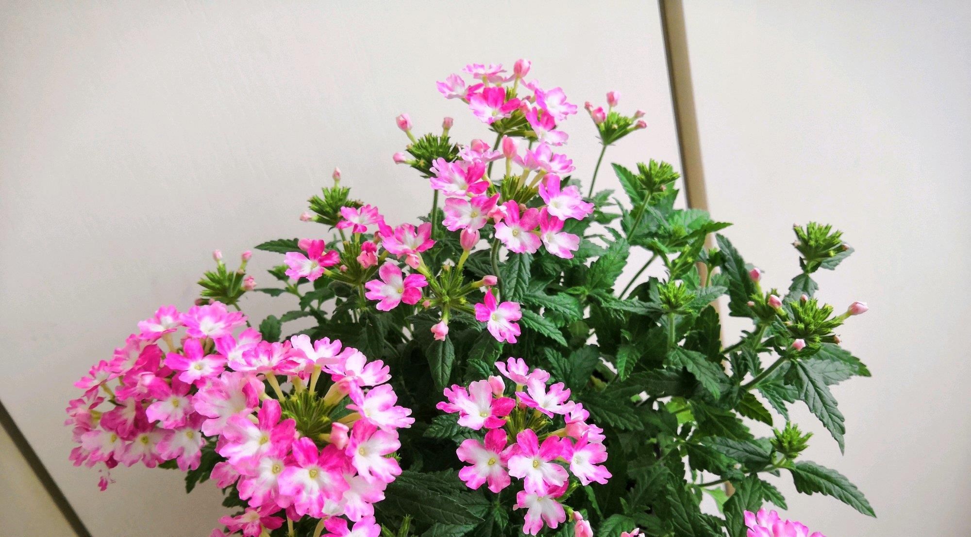  花色艳丽@此植物有“开花机器”之称，全年有花开，养花很容易，室内也能养