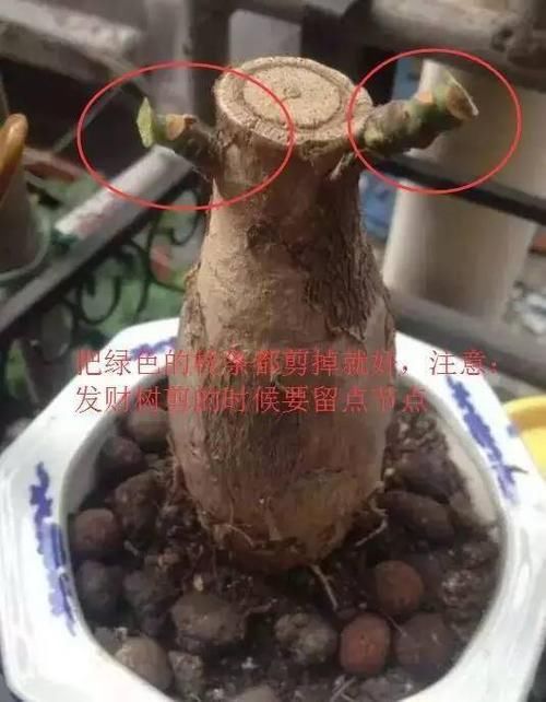 #后长#快死的花用这个方法养护,一个月后长疯了!