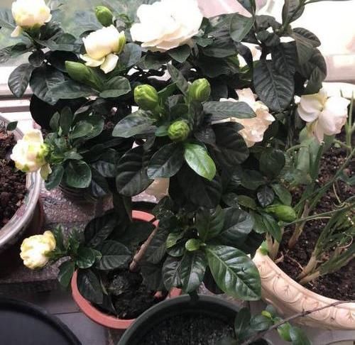  #栀子花#夏天到了，栀子花浇点“催花水”，花香浓郁，不黄叶开花多