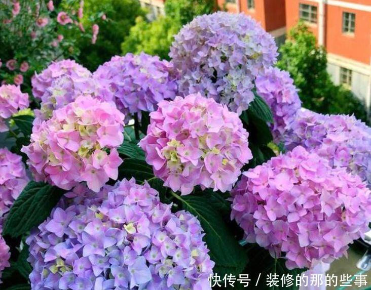 『美好』喜欢养护花卉,就选择优雅大气,寓意美好,花大色艳的花卉