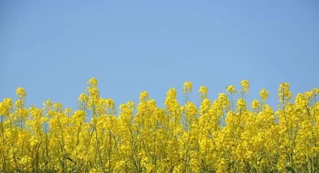 人民网：切段农民后路的“城镇化”是个断子绝孙的馊主意！