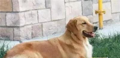  「爷爷生病」金毛在爷爷重病期间偷偷溜出去玩找到金毛后爷爷感动哭了