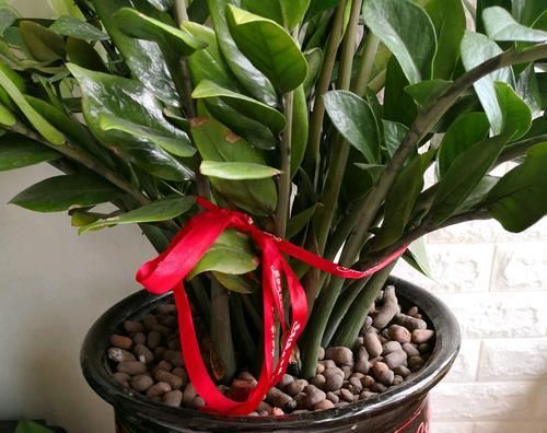 #盆栽#陶粒养花有妙用,学会使用陶粒,花卉盆栽爆盆绿油油又美观