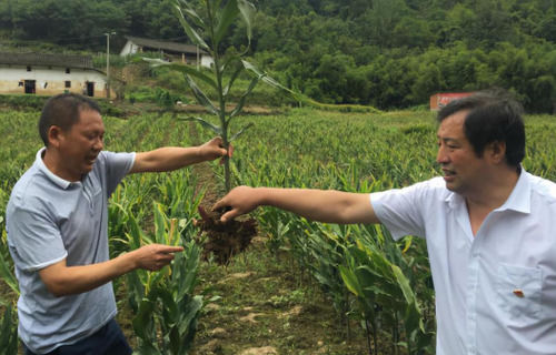  营养|农民种植阳荷卖15元一斤，营养丰富，产量虽然高自己却舍不