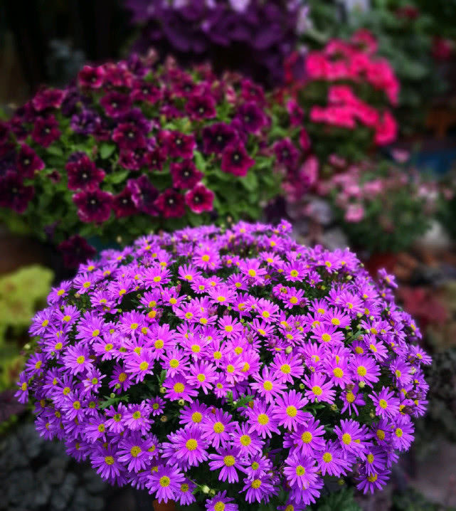 『开花爆盆』此盆栽花号称“开花机器”,四季花开不停,爆盆容易还很好养