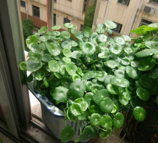 适合@“4种花”,适合懒人养,两个月不用管,照样生长旺盛!