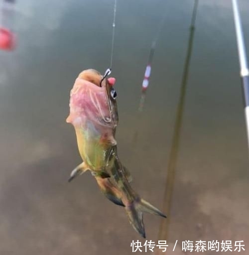  [子线]钓鱼经常缠子线该怎么办？教你3招，完美解决子线缠绕难题