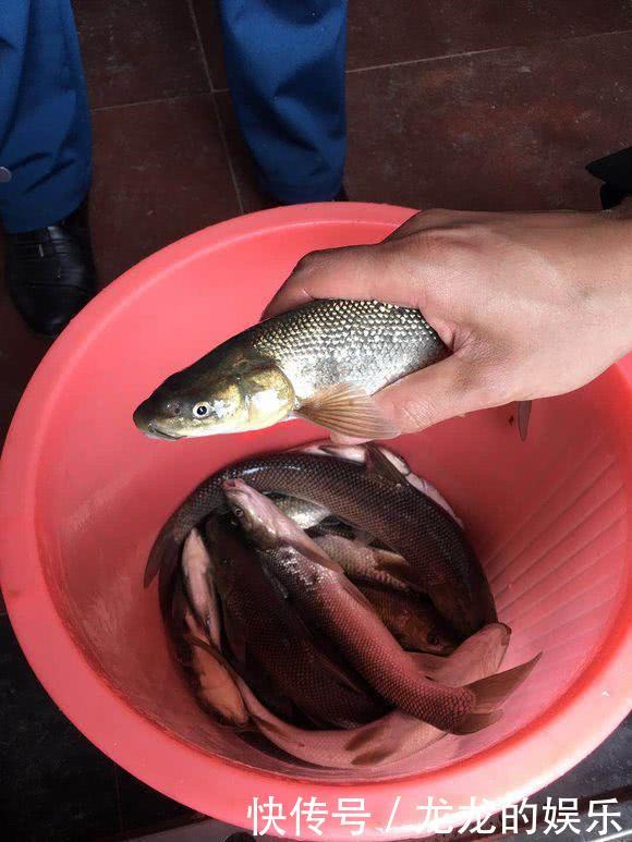 “短头鱼”大面积入侵暴雨过后，湘江出现大量奇特怪鱼