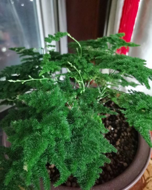  衣裳：文竹黄叶子，涂点“防晒霜”，穿个“新衣裳”，黄叶变“墨绿”