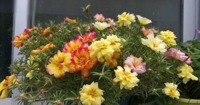  『植物』扦插后怎么浇水?老是烂根怎么回事