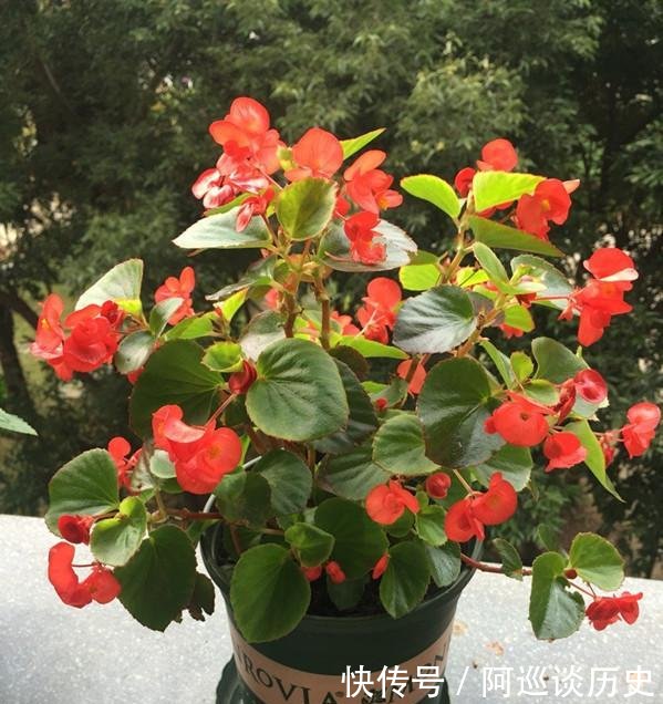  「值得」花期最长的盆栽花，一年四季花不断，被誉为开花机器，很值得拥有