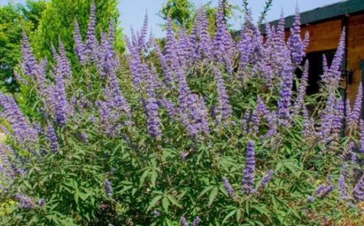  #南方#南方农村常见的一种野草，远看像薰衣草，作用很多摘回家