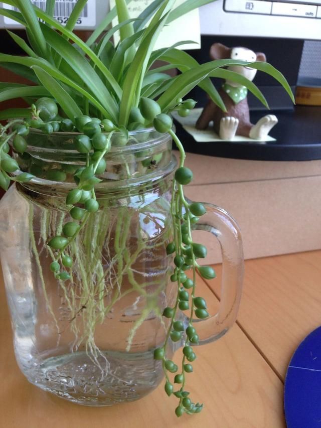  盆土：吊盆养的珍珠吊兰快要挂了，叶子发黄，枝条干枯，要怎么挽救？